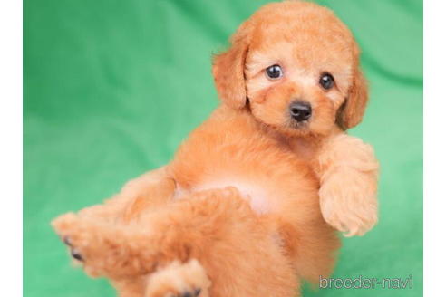 成約済の東京都のトイプードル-203750の3枚目